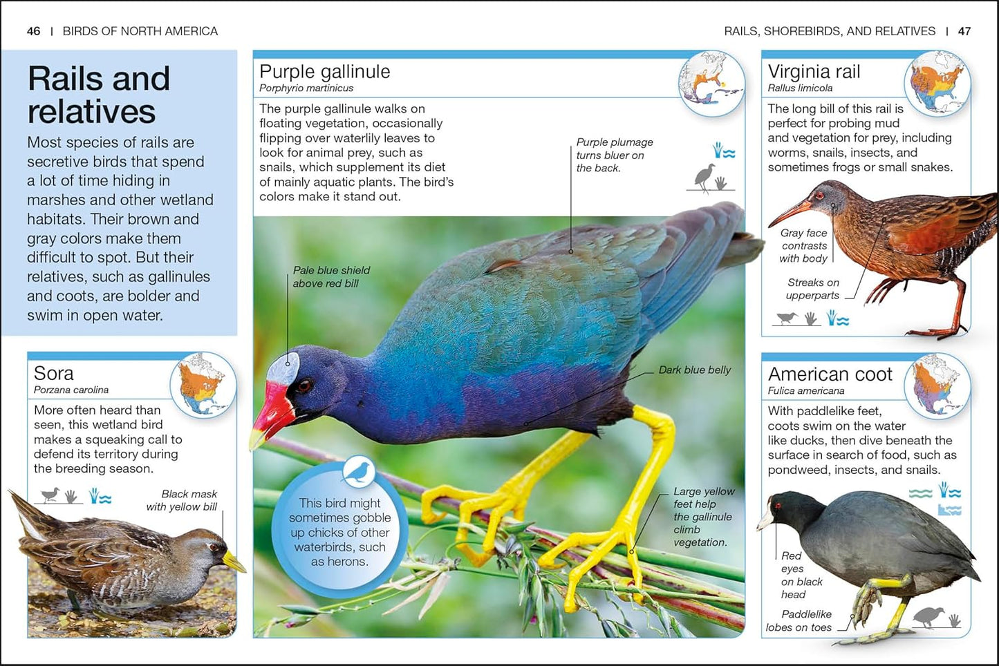 Pocket Genius Birds of North America