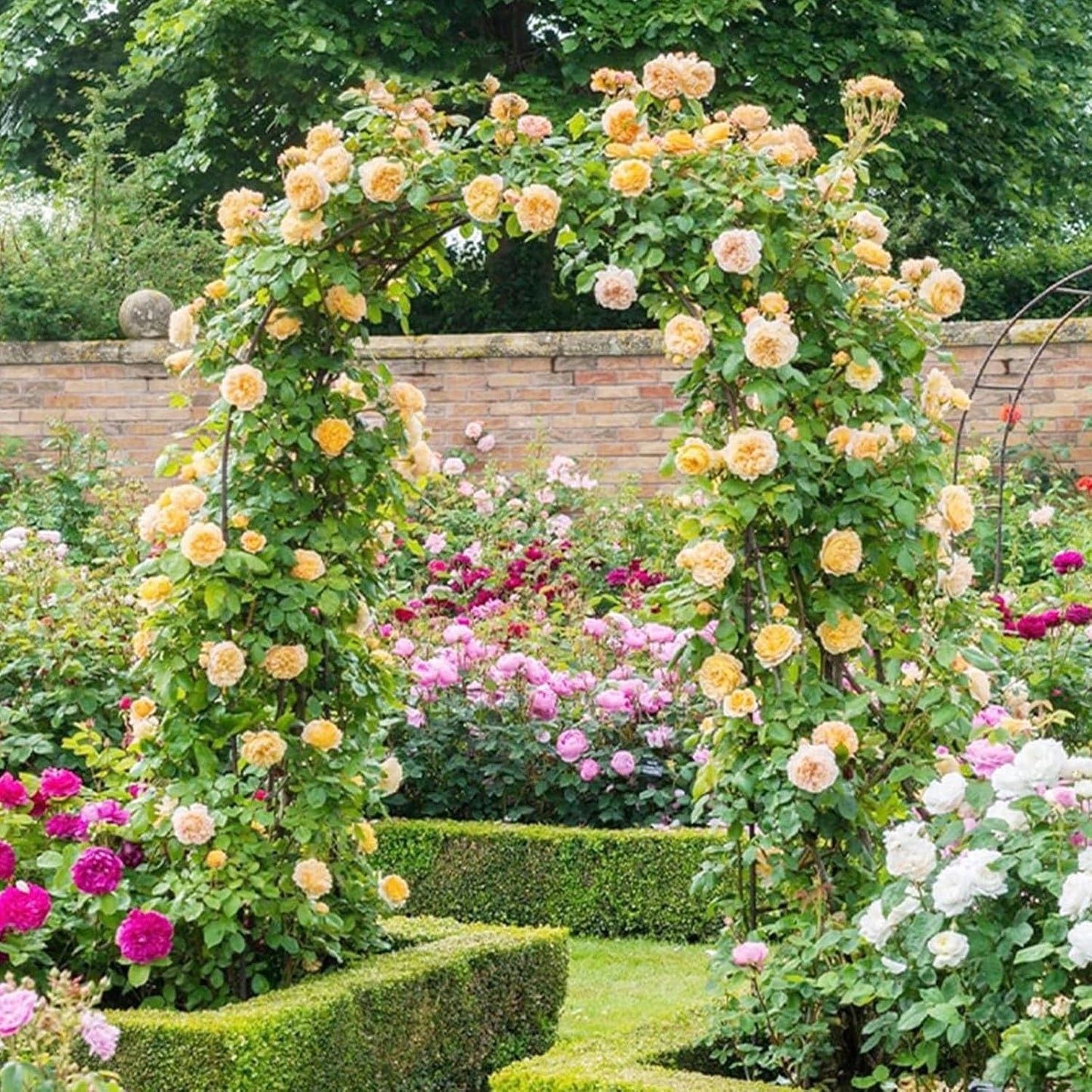 Garden Arch Trellis for Climbing Plants, Metal Arbor for Vines & Roses, Outdoor Patio Decoration, Brown Arched Frame Archway, 0.8x2x0.4m for Weddings & Ceremonies
