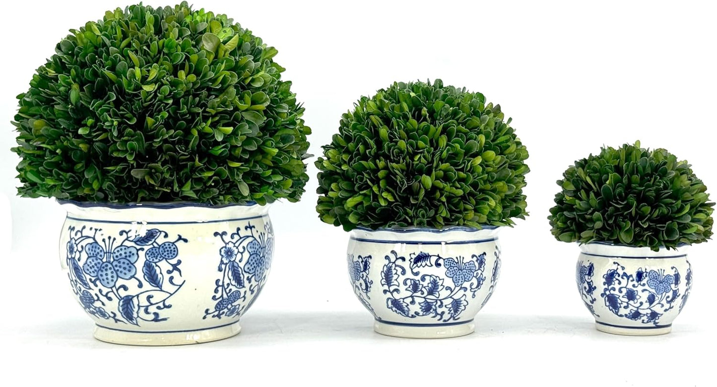 Galt International 7" Naturally Preserved Real Boxwood Ball in Hand-Painted Blue & White Round Bulb China Pot Planter Green Indoor Plant Home Decor (Small 7" Tall Topiary)