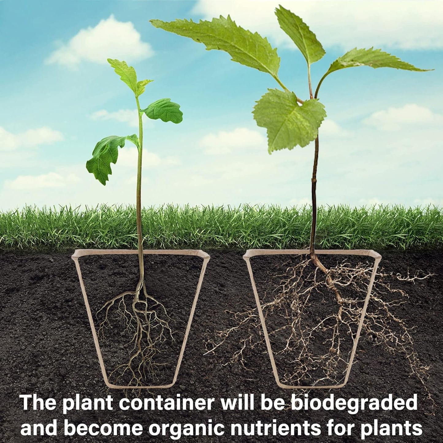 winemana Seed Starter Peat Pots,Biodegradable with Humidity Dome and L