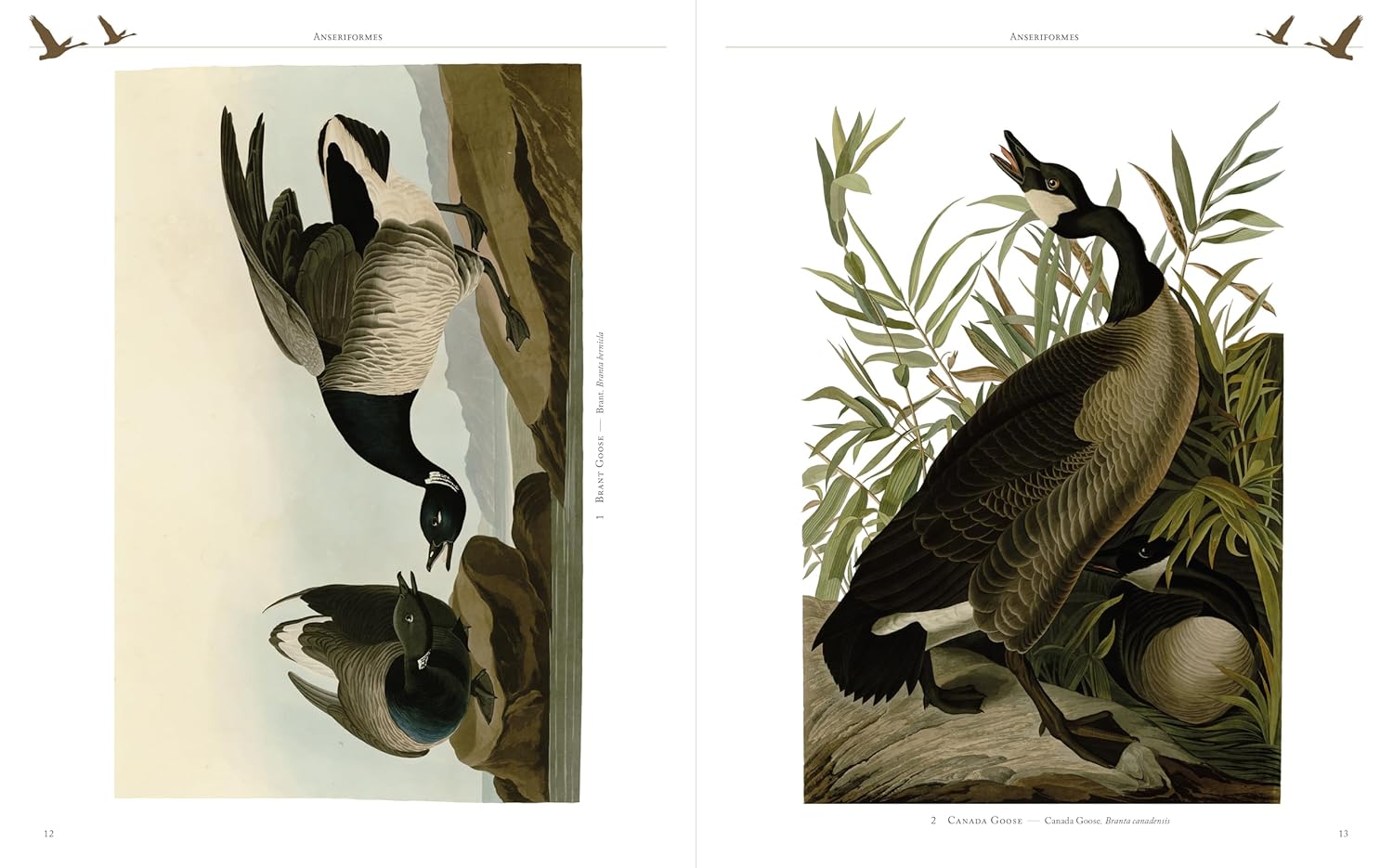 Audubon's Birds of America (Arcturus Epic Classics)