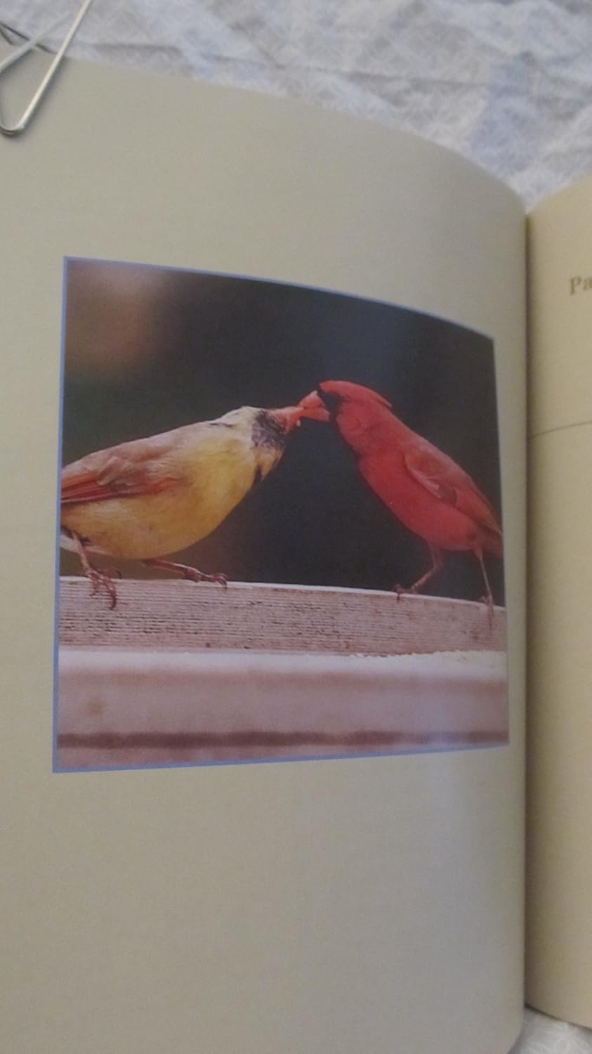 Stokes Backyard Bird Book: The Complete Guide to Attracting, Identifying, and Understanding the Birds in Your Backyard