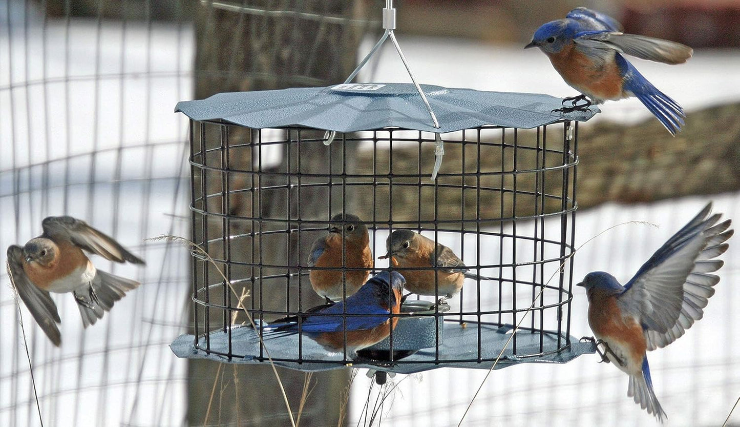 Erva Starling-Proof Barrier Guard Bluebird Feeder with Glass Mealworm Cup - Premium Blue Powdercoat Finish - Made in USA (BBF1)