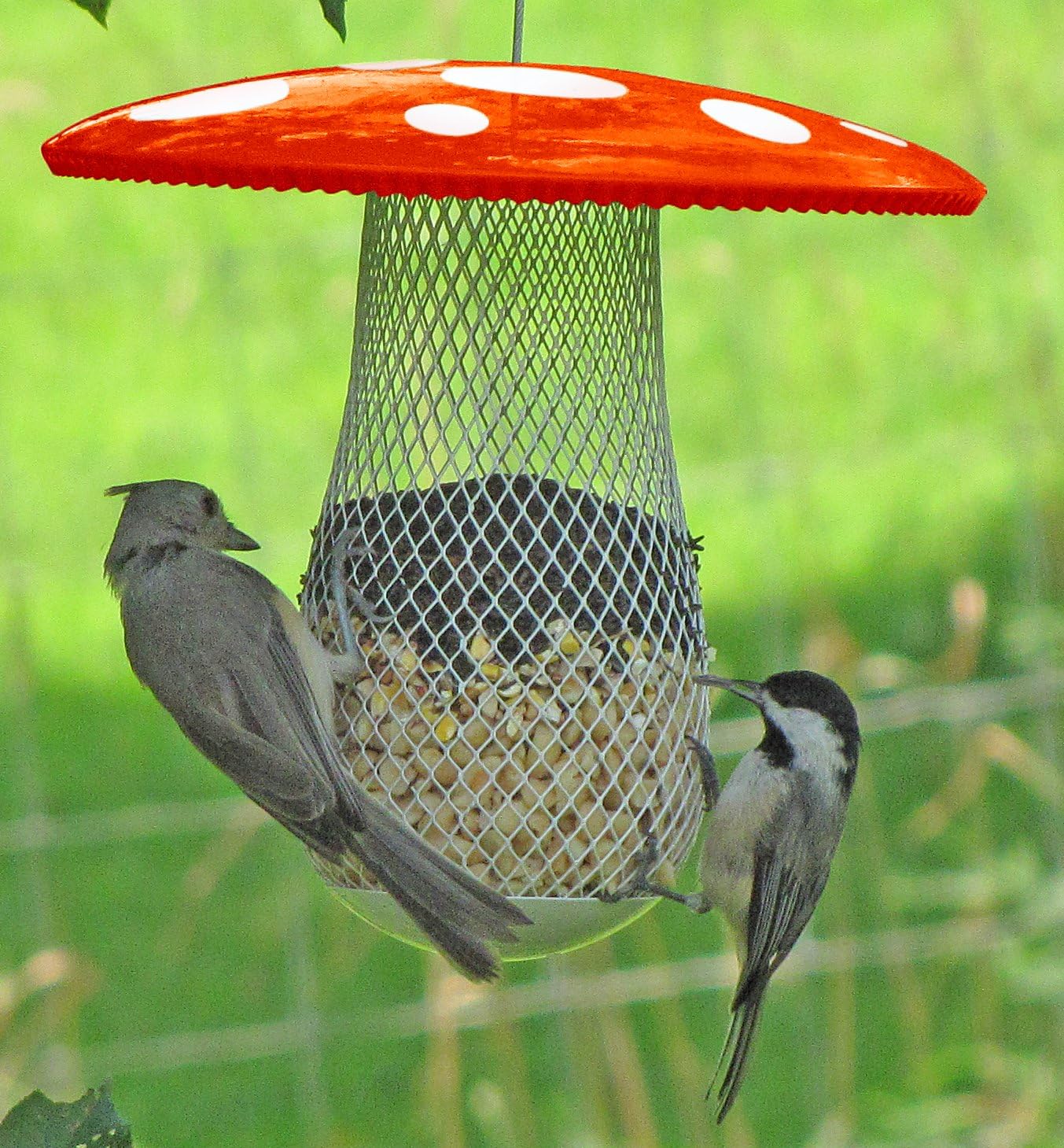 The Best Wild Bird Feeder to Attract More Wild Birds, Fill it with Sunflower Black Oil Seeds, Peanuts and Suet Pellets Easy to Install, Clean & Fill