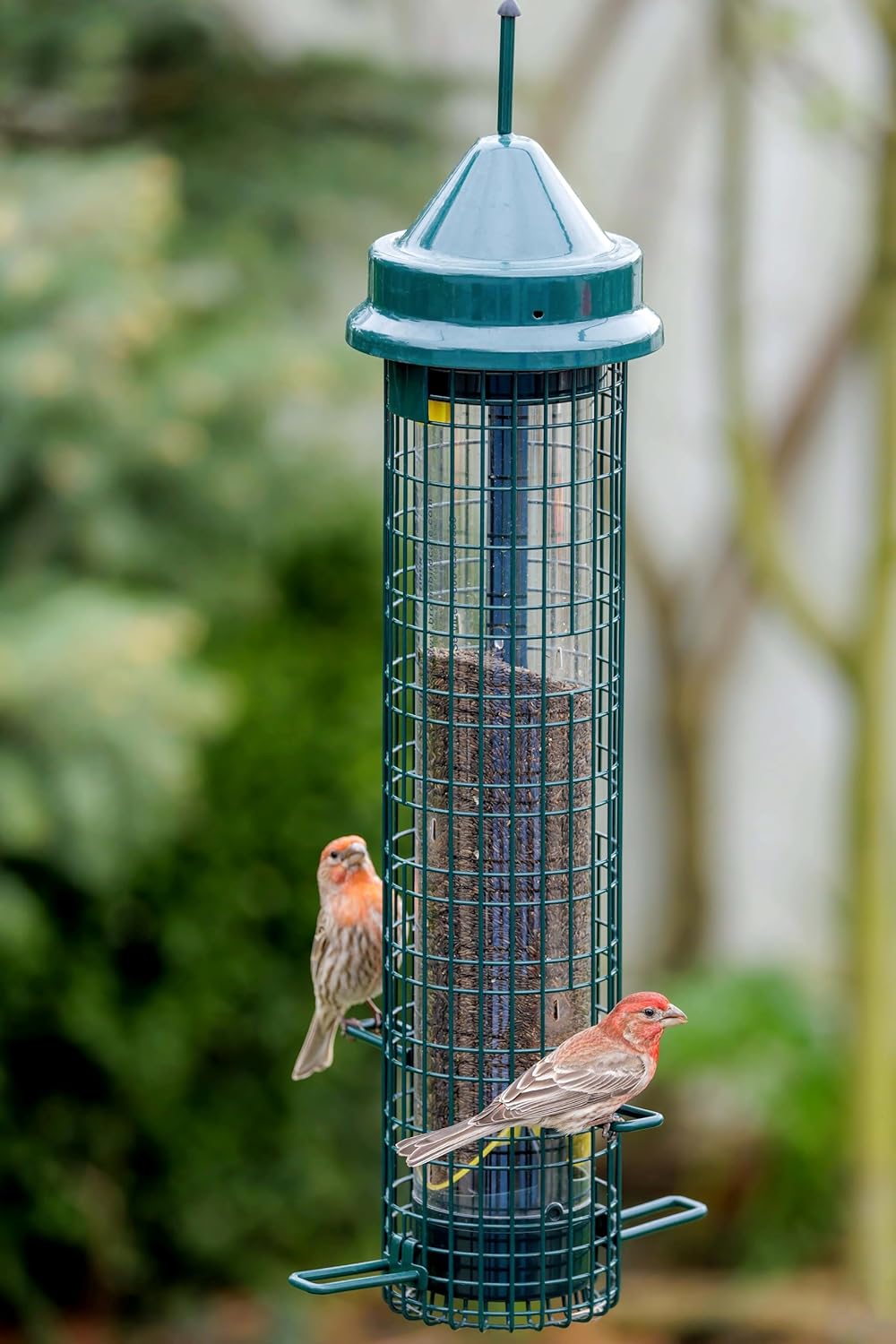 Squirrel Buster® Nyjer® – Squirrel-Proof Nyjer®/Thistle 2.4-pound Seed Capacity Feeder w/8 Feeding Ports & 4 Perches, Easy Fill & Clean, Durable Outdoor Feeder for Finches, Goldfinches & Small Birds
