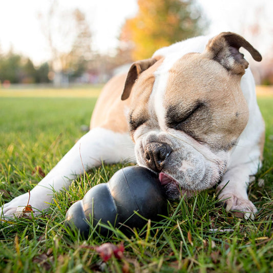 KONG Extreme Dog Toy - Fetch & Chew Toy - Treat-Filling Capabilities &