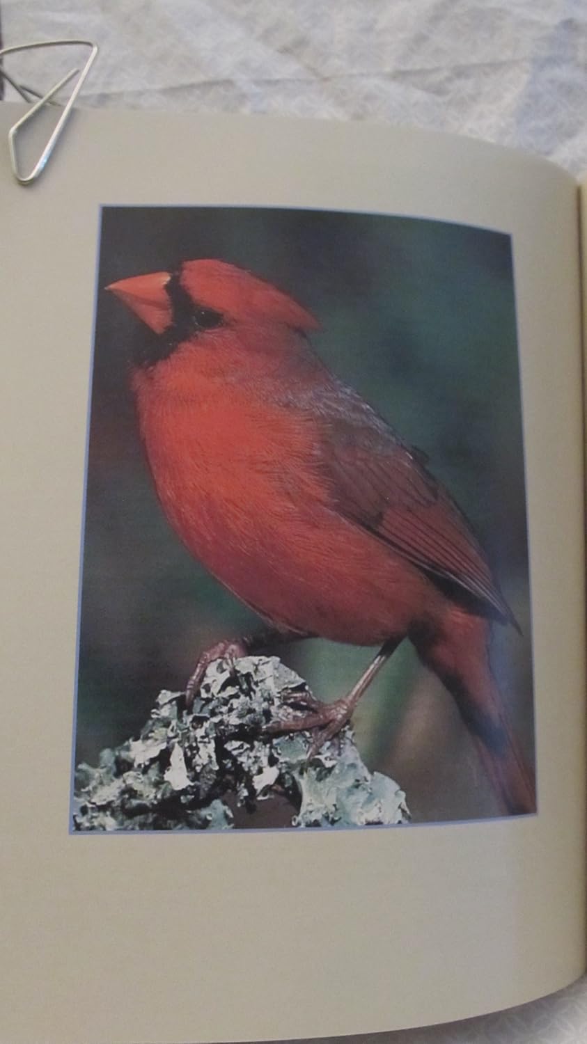 Stokes Backyard Bird Book: The Complete Guide to Attracting, Identifying, and Understanding the Birds in Your Backyard