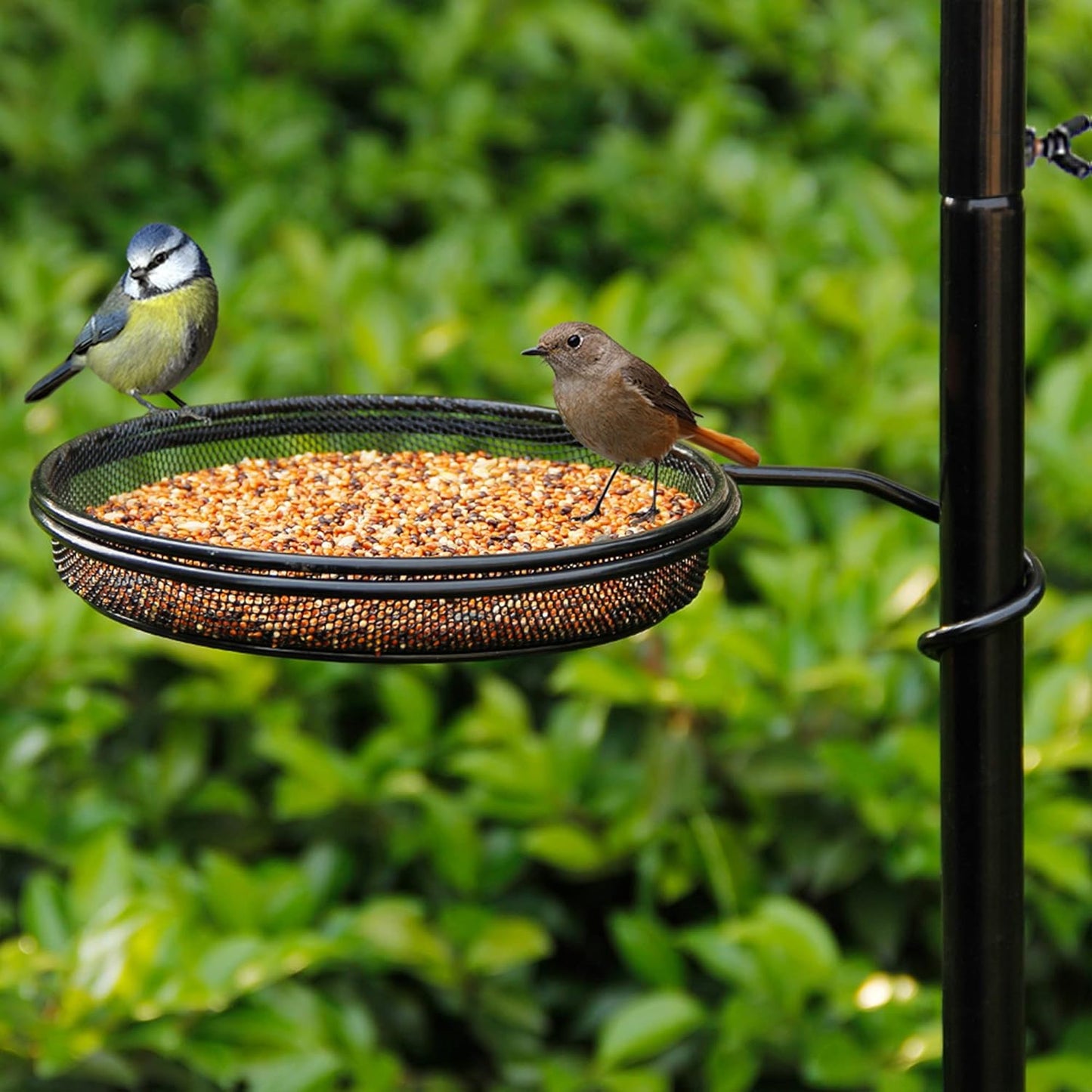 yosager Premium Bird Feeding Station Kit, 77" x 19" Birds Feeder Pole,