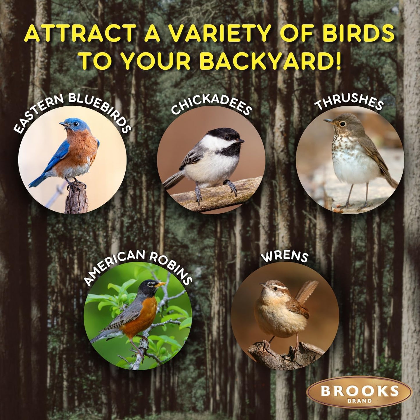 Birds of a Feather Songbird Premium, Songbird Bird Seed, Song-Bird See