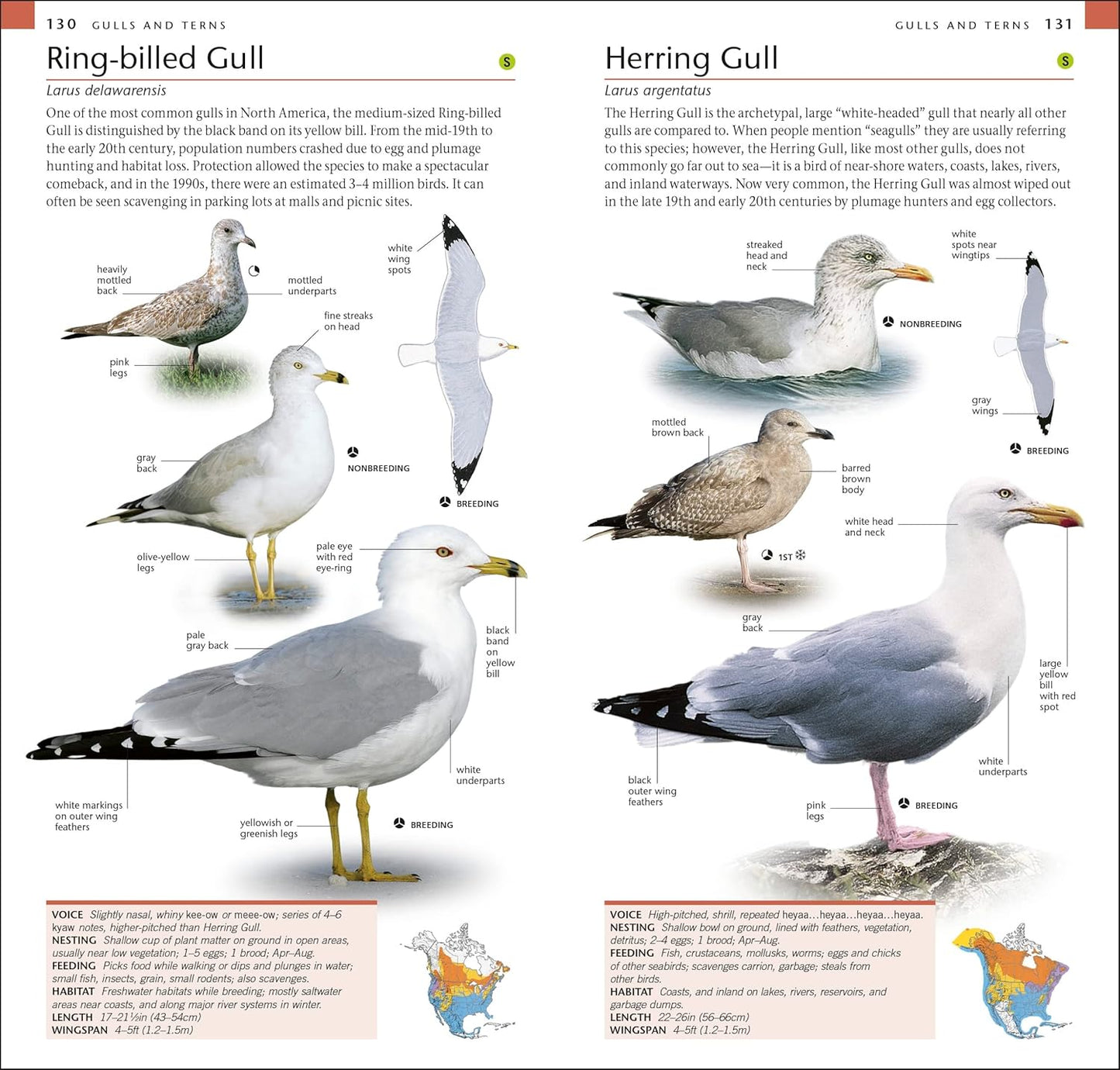 AMNH Pocket Birds of North America Eastern Region (American Museum of Natural History)