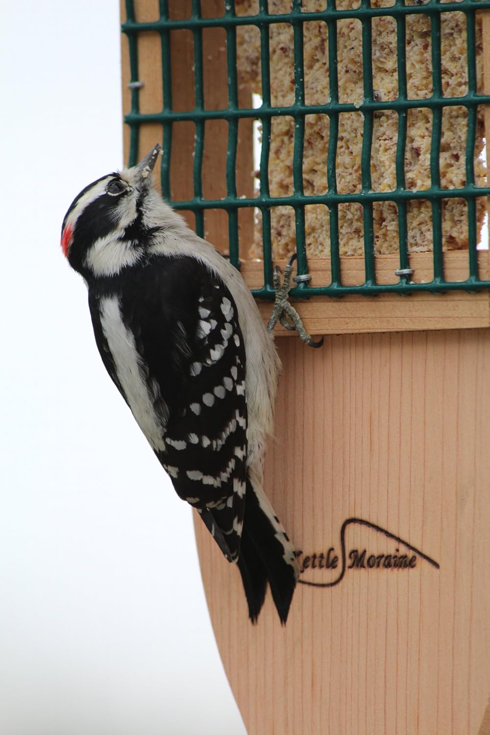 Kettle Moraine Cedar Single Cake Tail Prop Suet Bird Feeder with Hanging Cable
