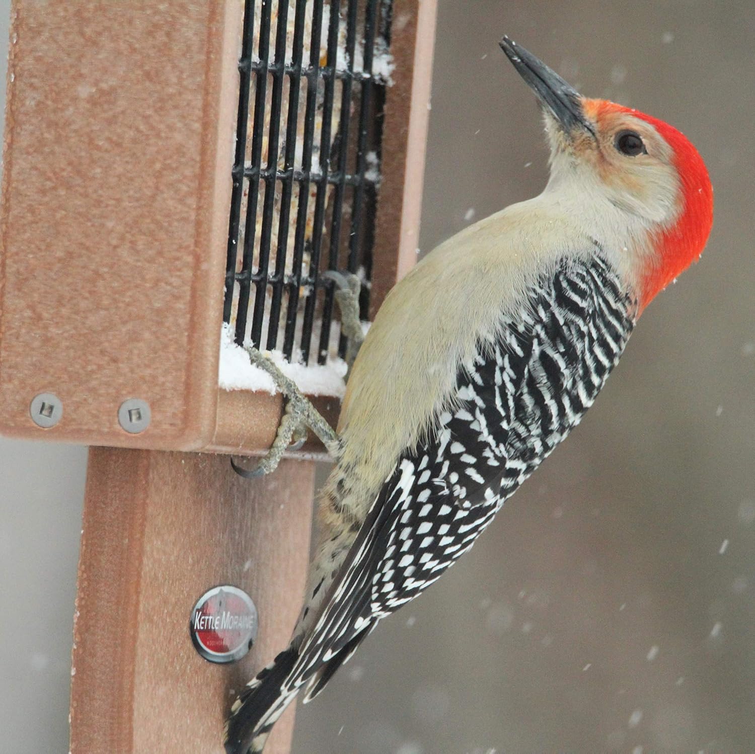 Kettle Moraine Recycled Plastic Single Suet Cake Tail Prop Suet Bird F