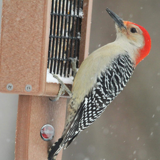 Kettle Moraine Recycled Plastic Single Suet Cake Tail Prop Suet Bird F