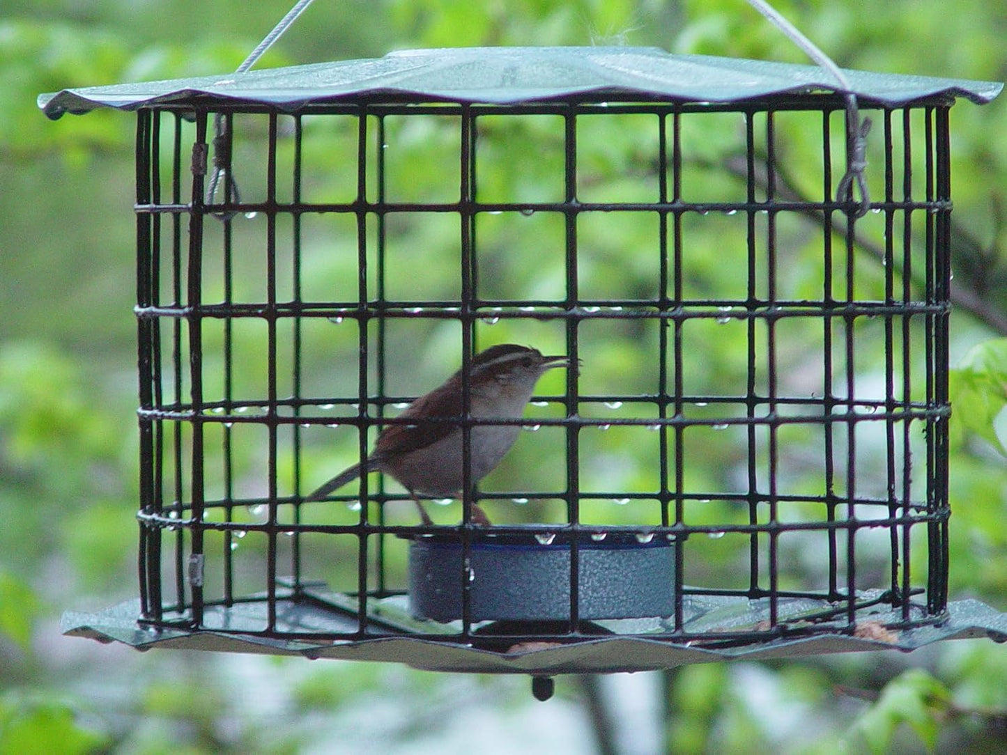 Erva Starling-Proof Barrier Guard Bluebird Feeder with Glass Mealworm Cup - Premium Blue Powdercoat Finish - Made in USA (BBF1)