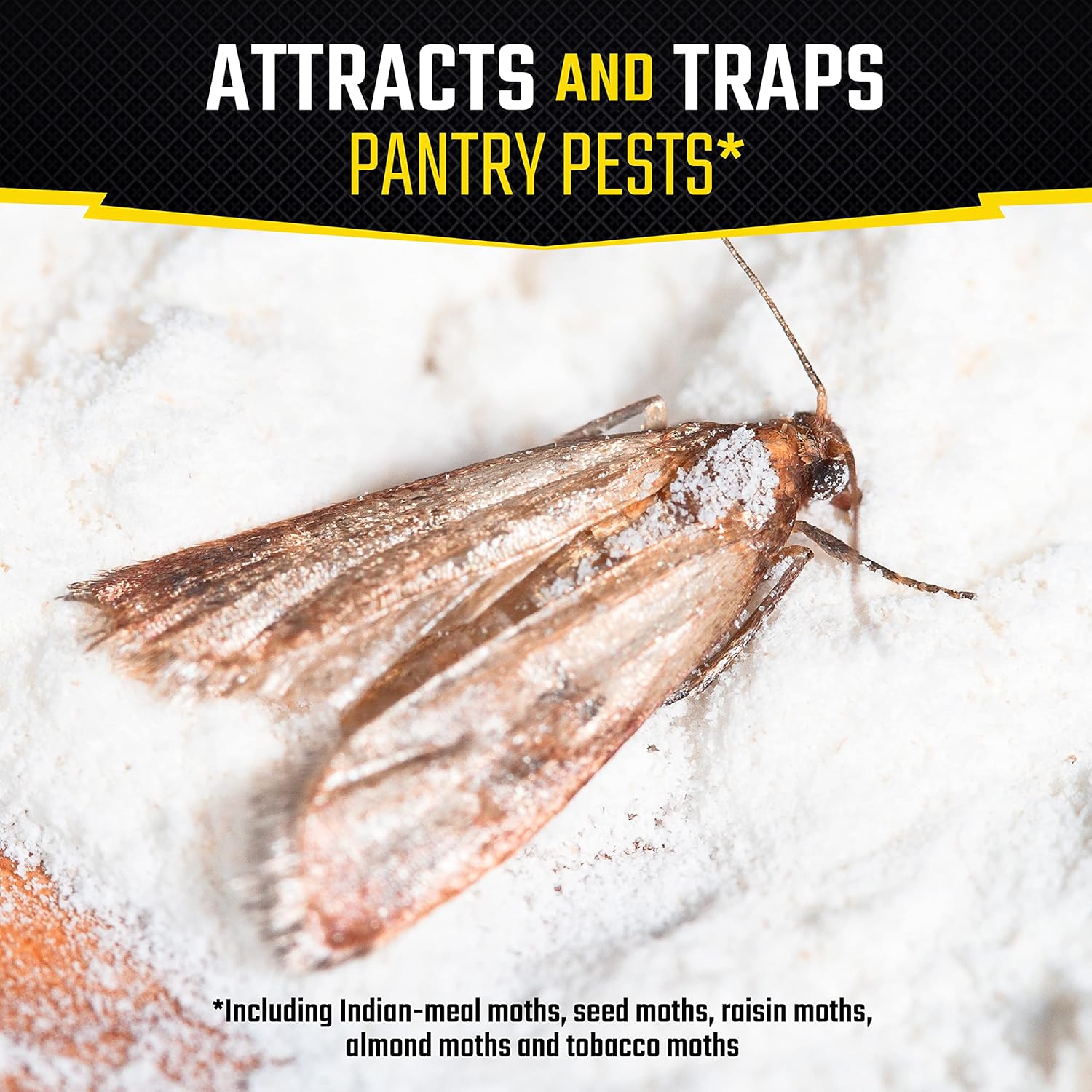 Black Flag Pantry Pest Trap 2 Count, Insect Traps, Safe For Use In Kit