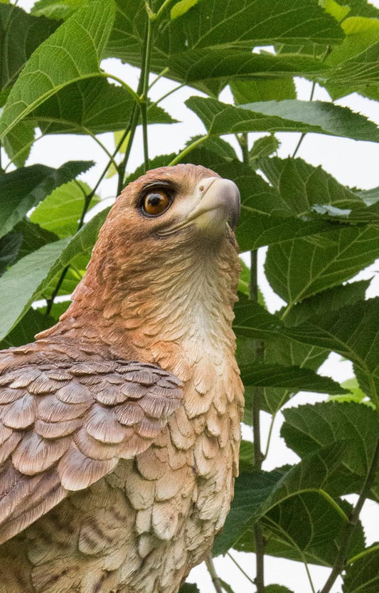 Hi-Line Gift Ltd Wild Hawk Standing on Branch Garden Statue