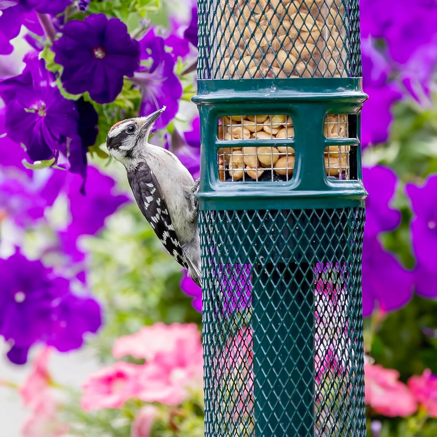Squirrel Buster Nut Feeder Squirrel-Proof Bird Feeder for Nuts and Fru
