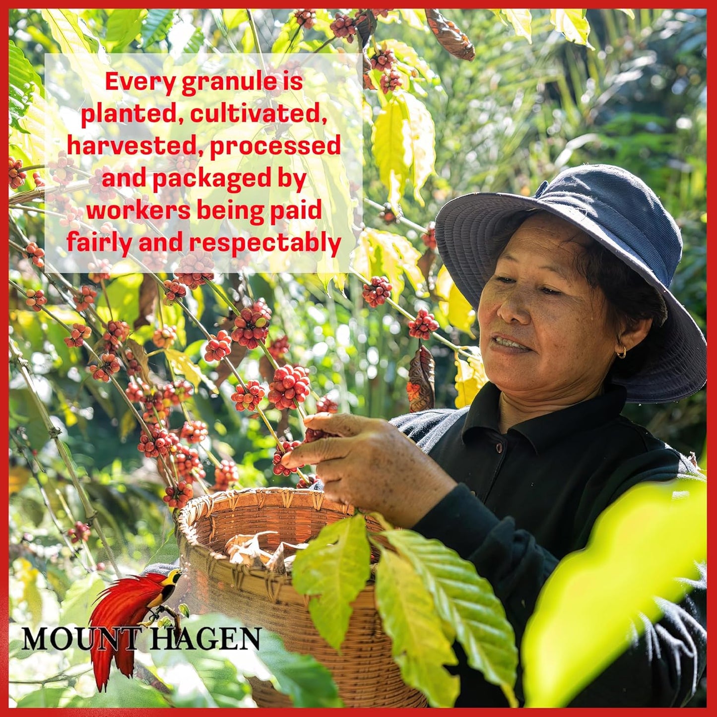 Mount Hagen 3.53oz Organic Freeze Dried Instant Decaf Coffee | Eco-fri