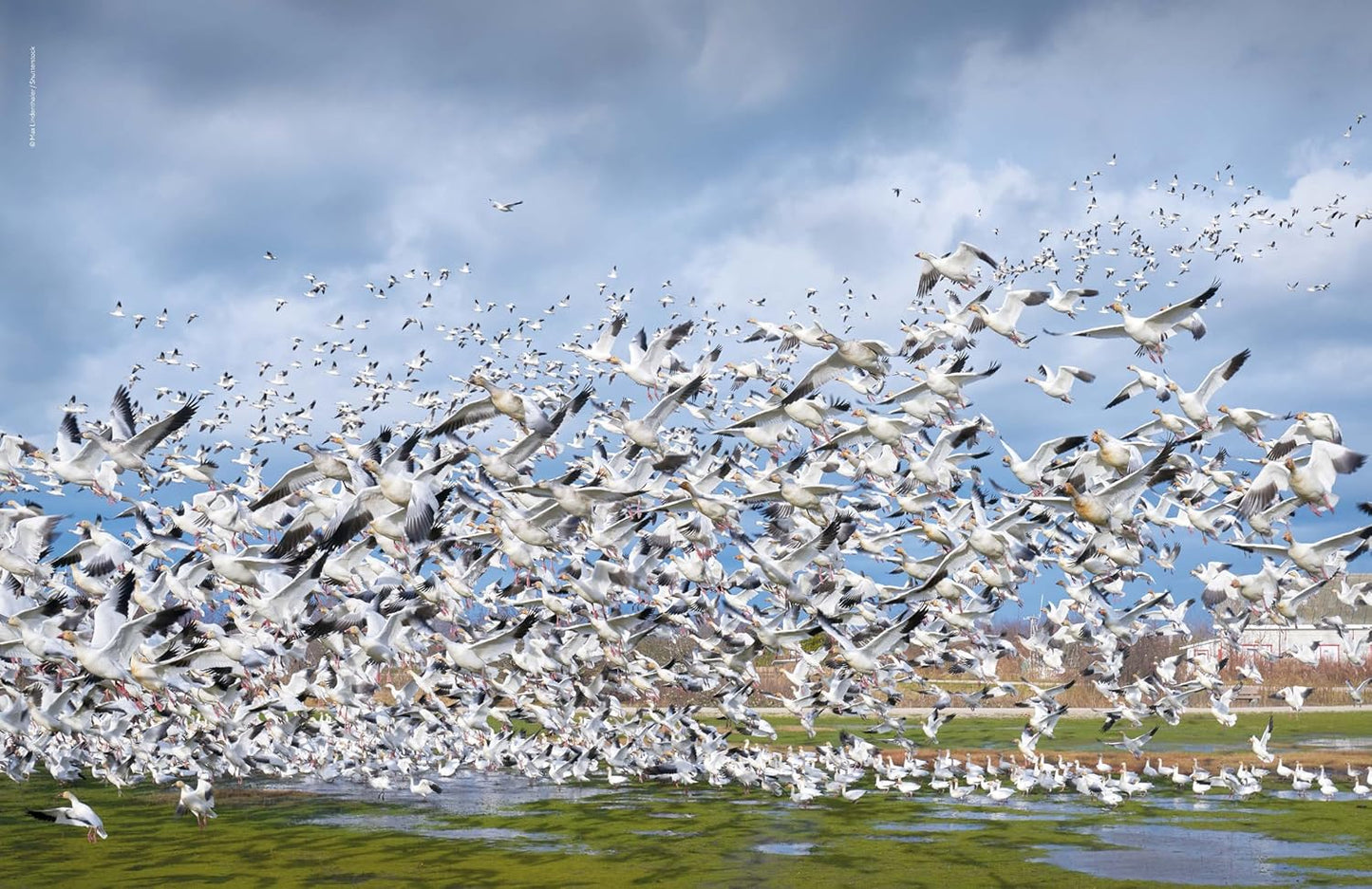 Lonely Planet The Joy of Birdwatching