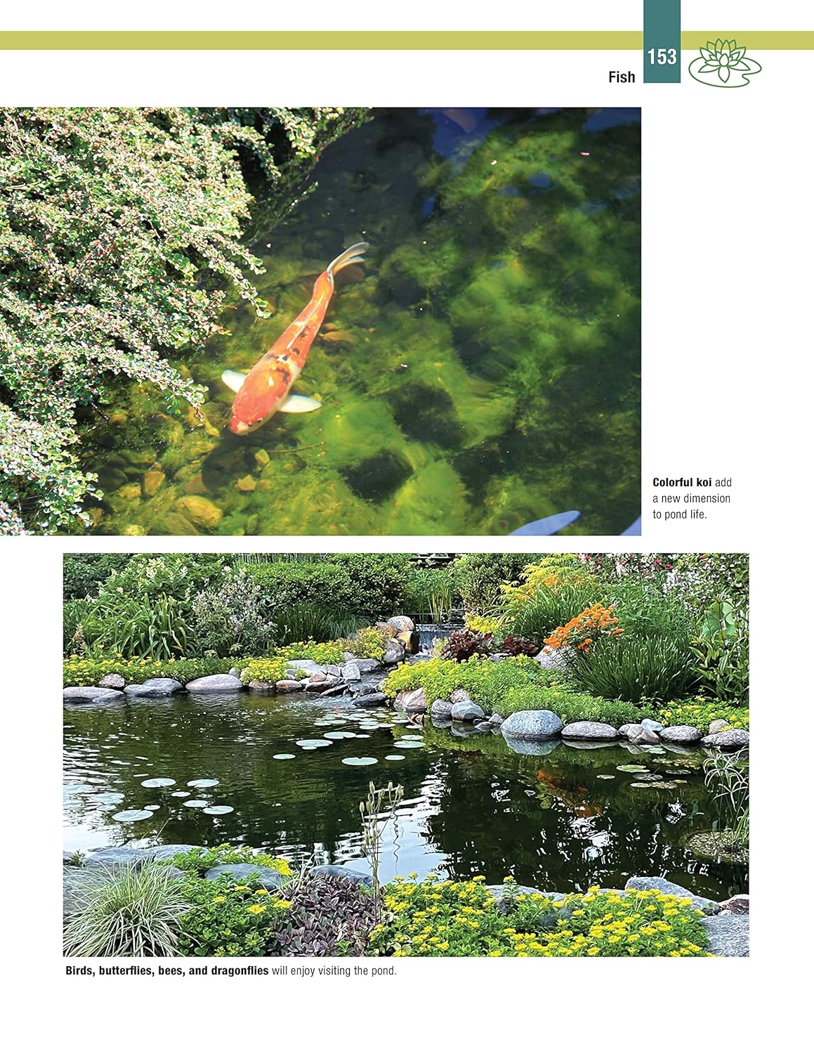 DIY Guide to Ponds, Fountains, Rain Gardens & Water Features, Revised 