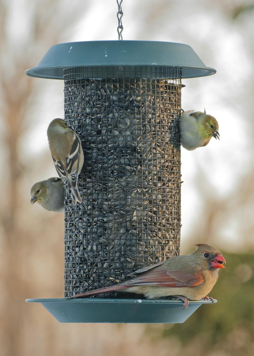 Woodlink MAG1 Magnum Sunflower Screen Feeder