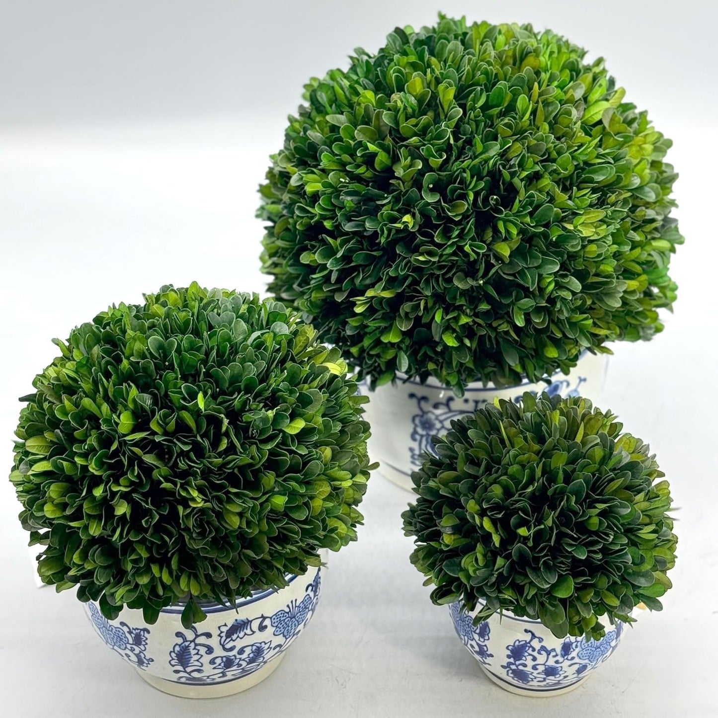 Galt International 7" Naturally Preserved Real Boxwood Ball in Hand-Painted Blue & White Round Bulb China Pot Planter Green Indoor Plant Home Decor (Small 7" Tall Topiary)