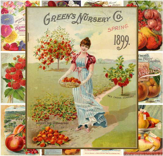 PIXILUV Mini Posters Pack [12 sheets 8"x11"] Fruits and Veges Garden Vintage Seed Pocket Poster
