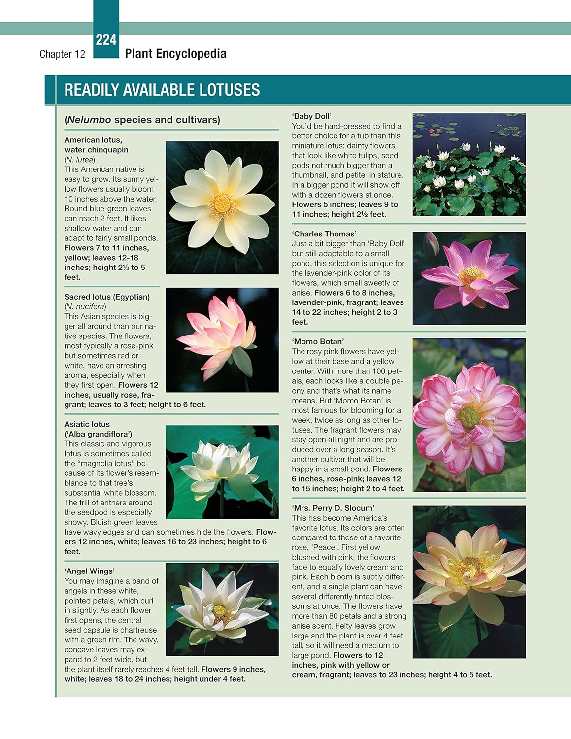 DIY Guide to Ponds, Fountains, Rain Gardens & Water Features, Revised 