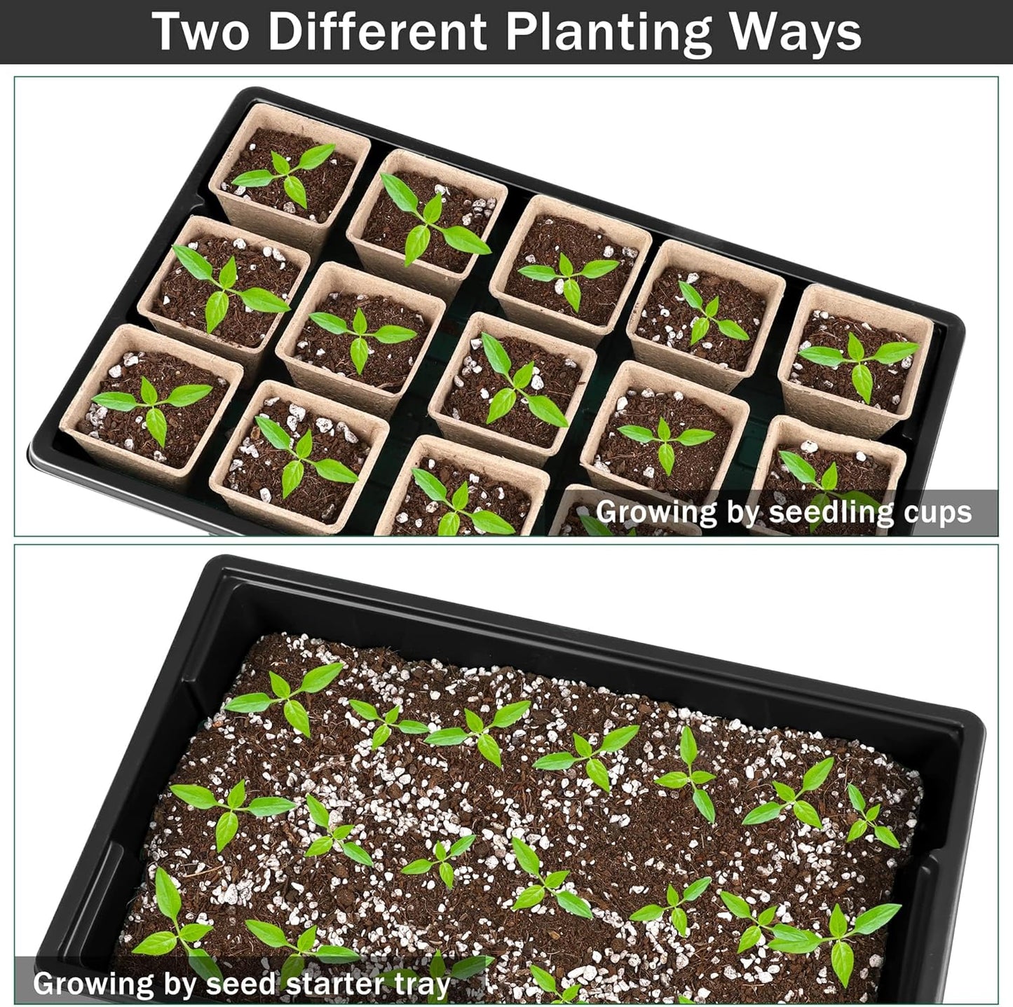 6 Pack Seed Starter Tray Kit with 120 Square Peat Pots for Seedlings, 