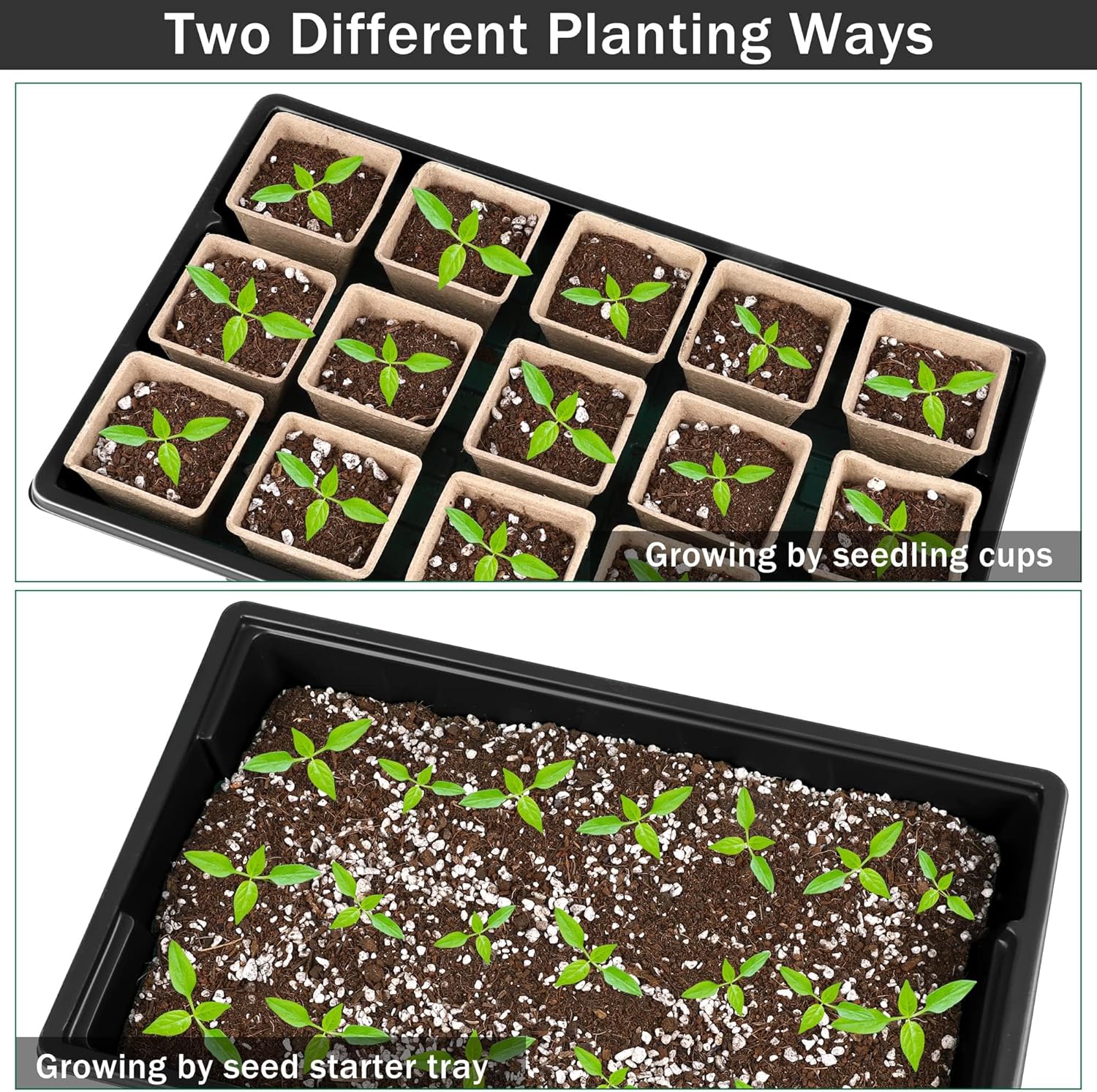 6 Pack Seed Starter Tray Kit with 120 Square Peat Pots for Seedlings, 