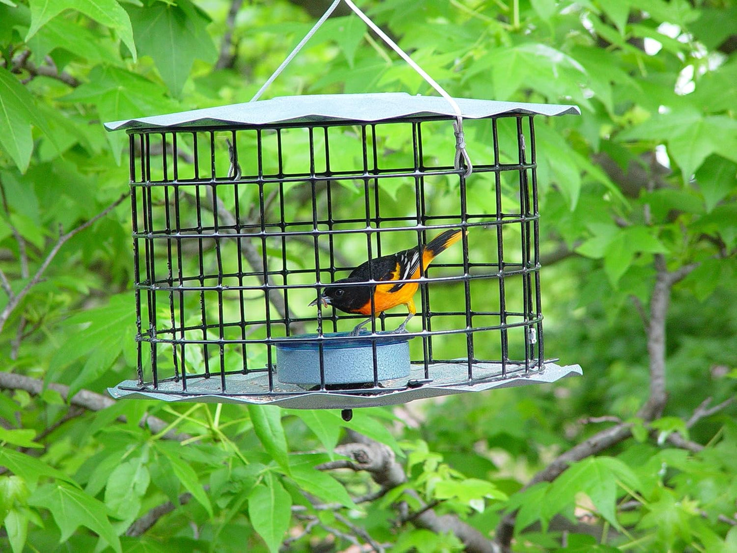 Erva Starling-Proof Barrier Guard Bluebird Feeder with Glass Mealworm Cup - Premium Blue Powdercoat Finish - Made in USA (BBF1)