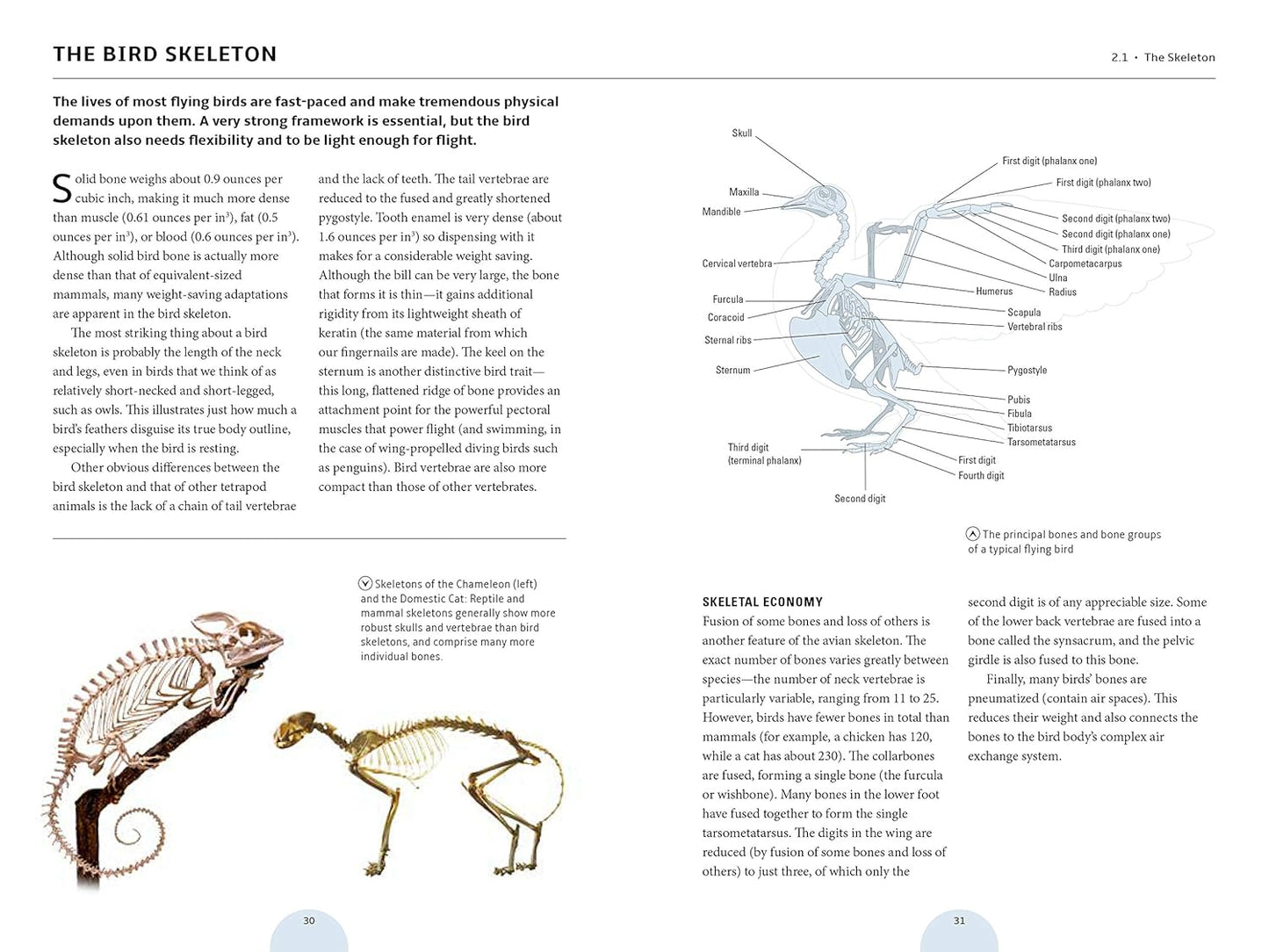 How Birds Work: An Illustrated Guide to the Wonders of Form and Function―from Bones to Beak (How Nature Works)