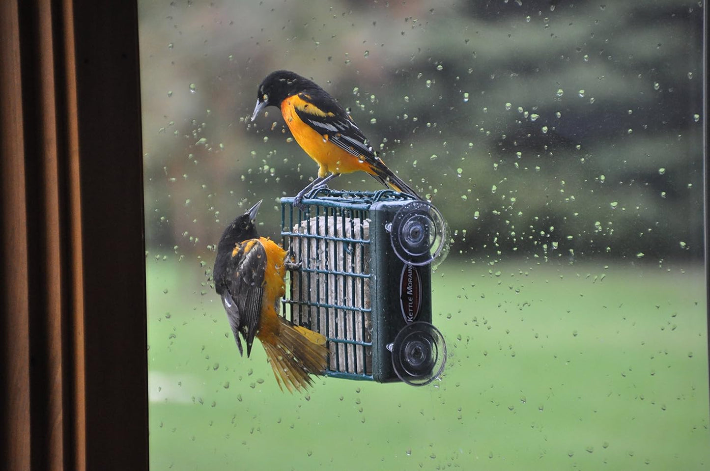 Kettle Moraine Window Mount Single Suet Cake Woodpecker Bird Feeder