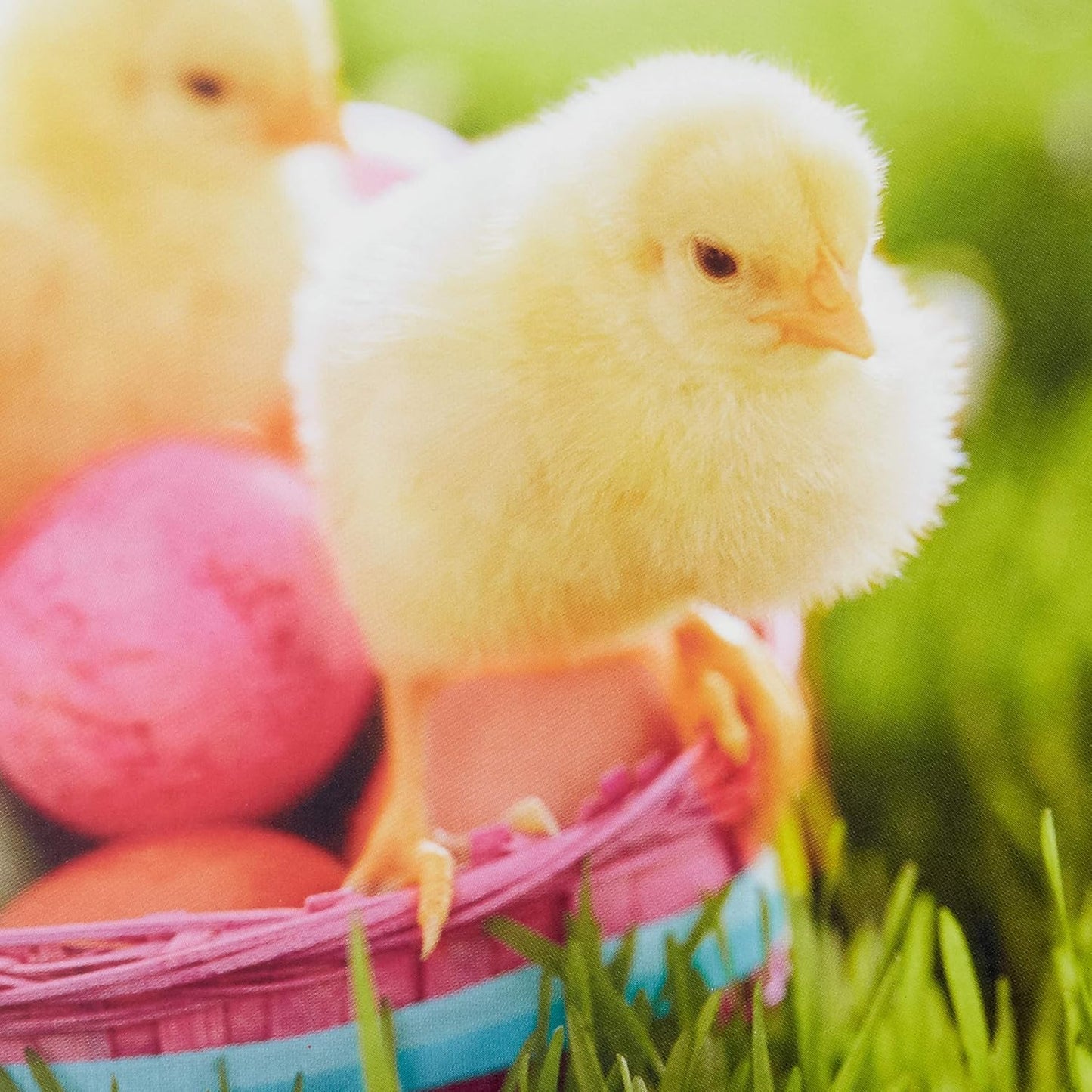 Hallmark Easter Cards Assortment, Fuzzy Wishes (8 Cards with Envelopes)
