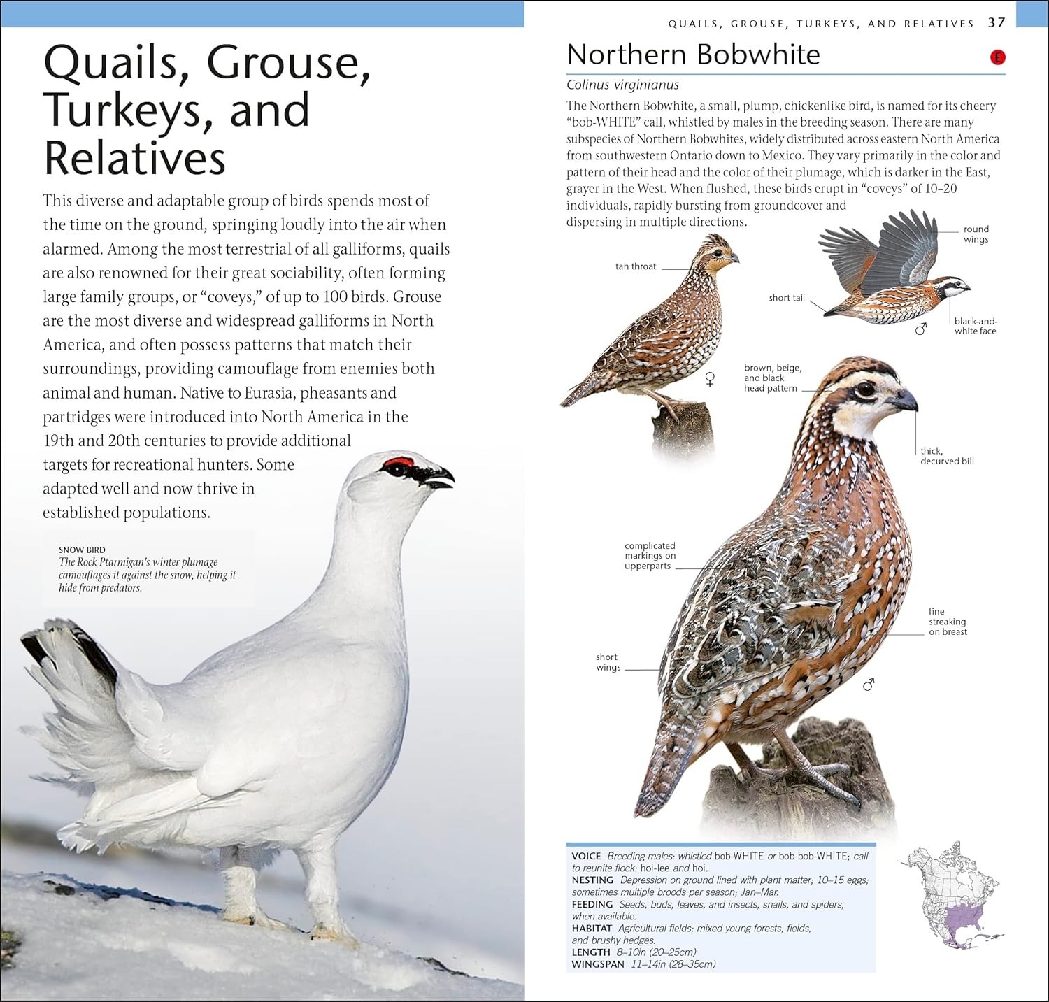 AMNH Pocket Birds of North America Eastern Region (American Museum of 