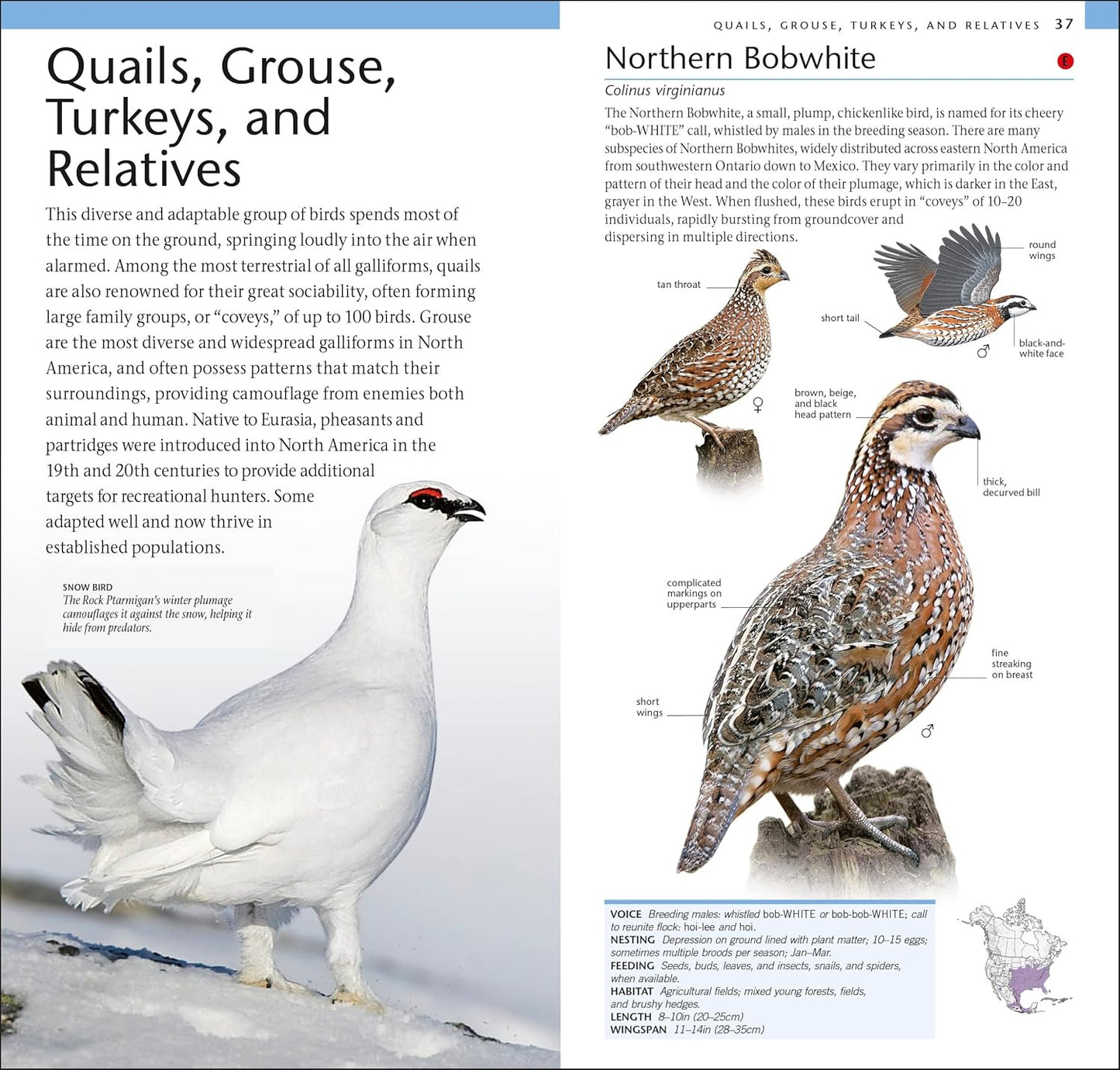 AMNH Pocket Birds of North America Eastern Region (American Museum of Natural History)