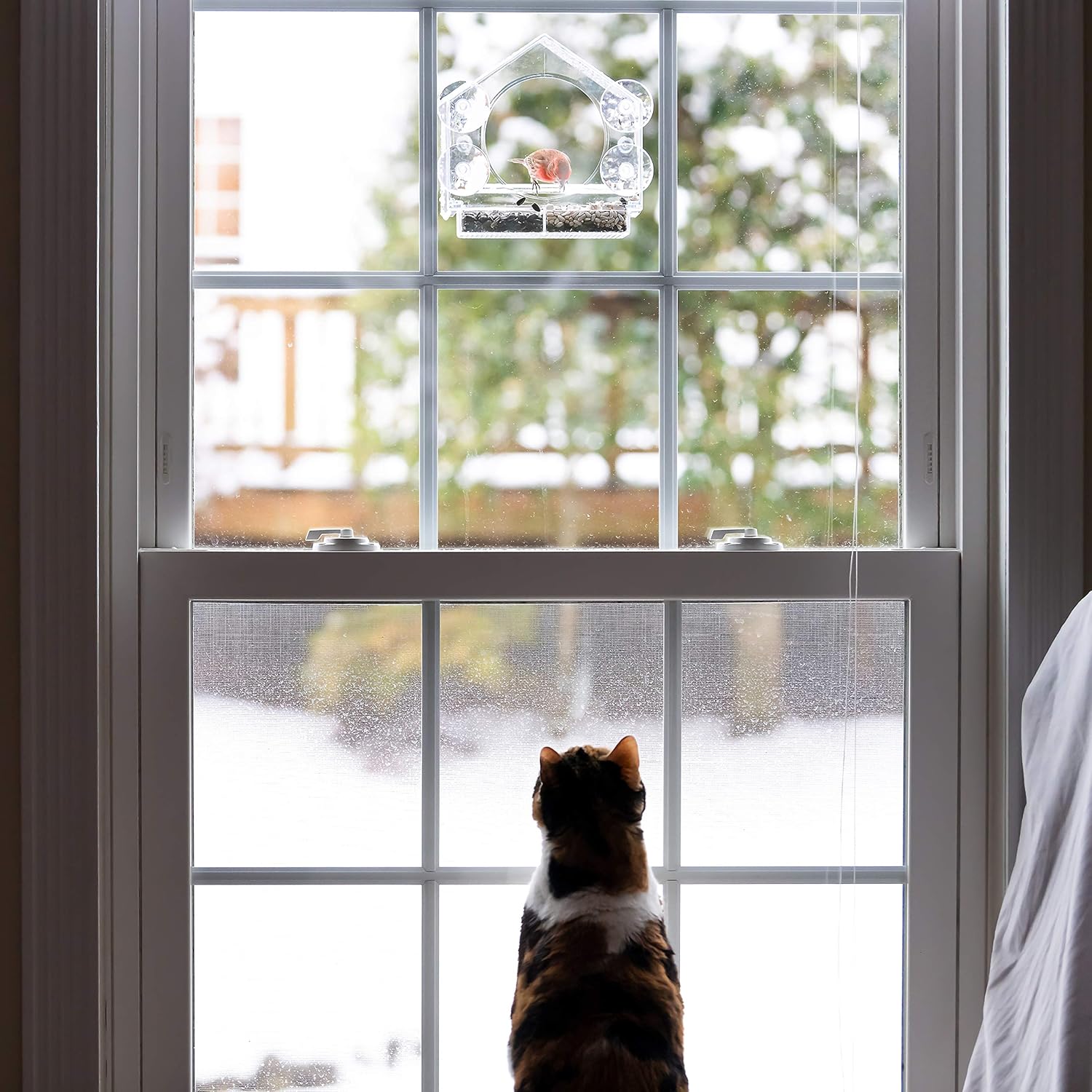 Backyard Expressions Clear Window Bird Feeder with Large Viewing Hole,
