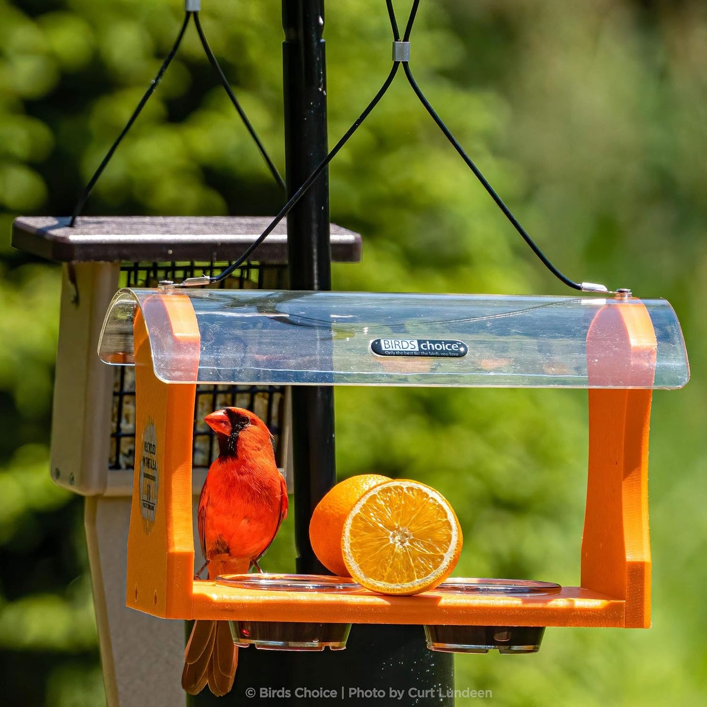 Birds Choice 2 Arm Topper Bird Feeder Pole Set with Squirrel Baffle