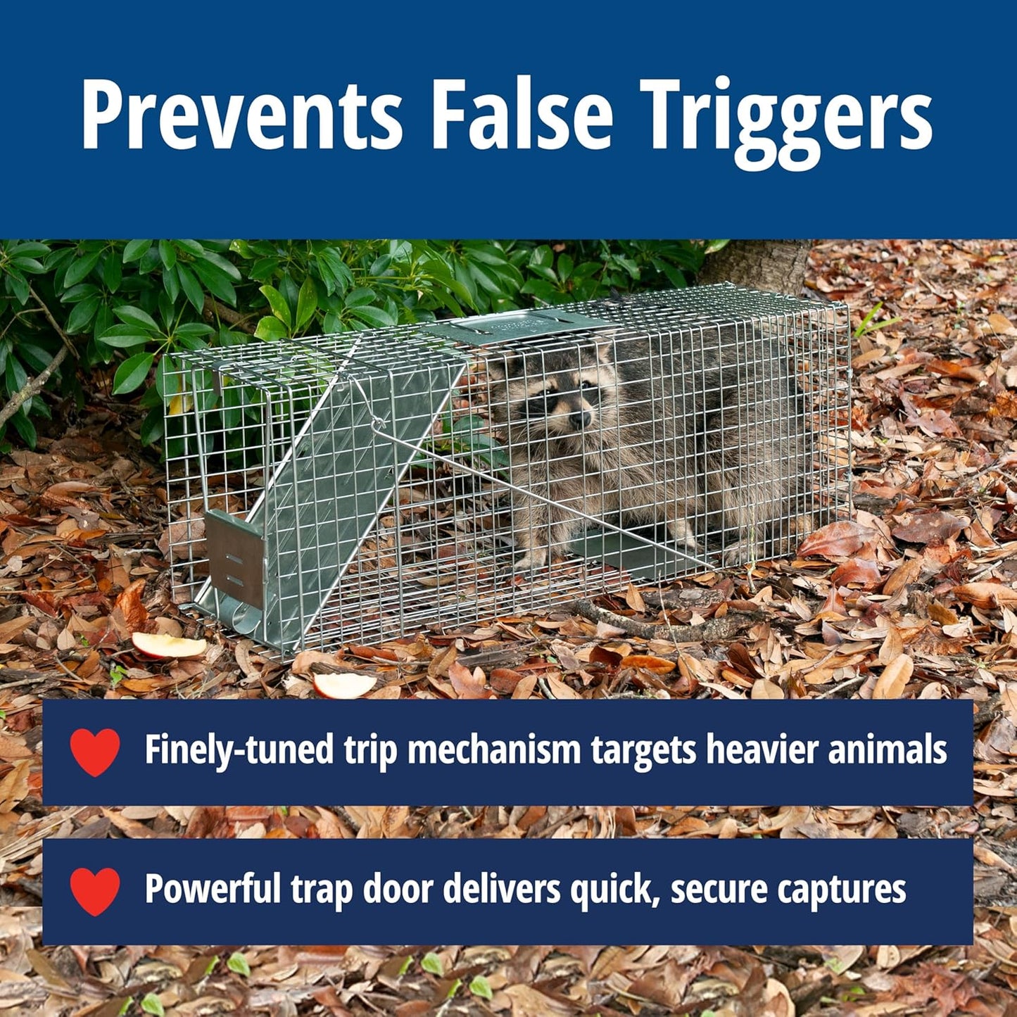 HAVAHART 1079SR Large 1-Door Humane Catch and Release Live Animal Trap Cage - Live Raccoon Trap, for Bobcats, Beavers, Dogs, & More