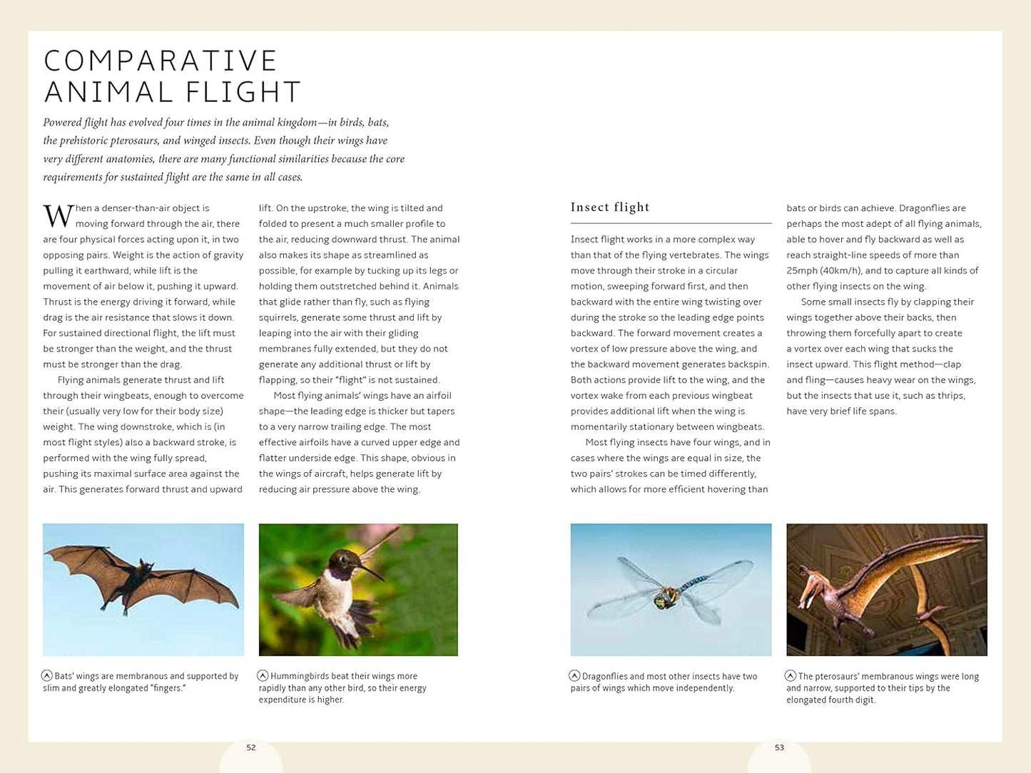 How Birds Work: An Illustrated Guide to the Wonders of Form and Function―from Bones to Beak (How Nature Works)