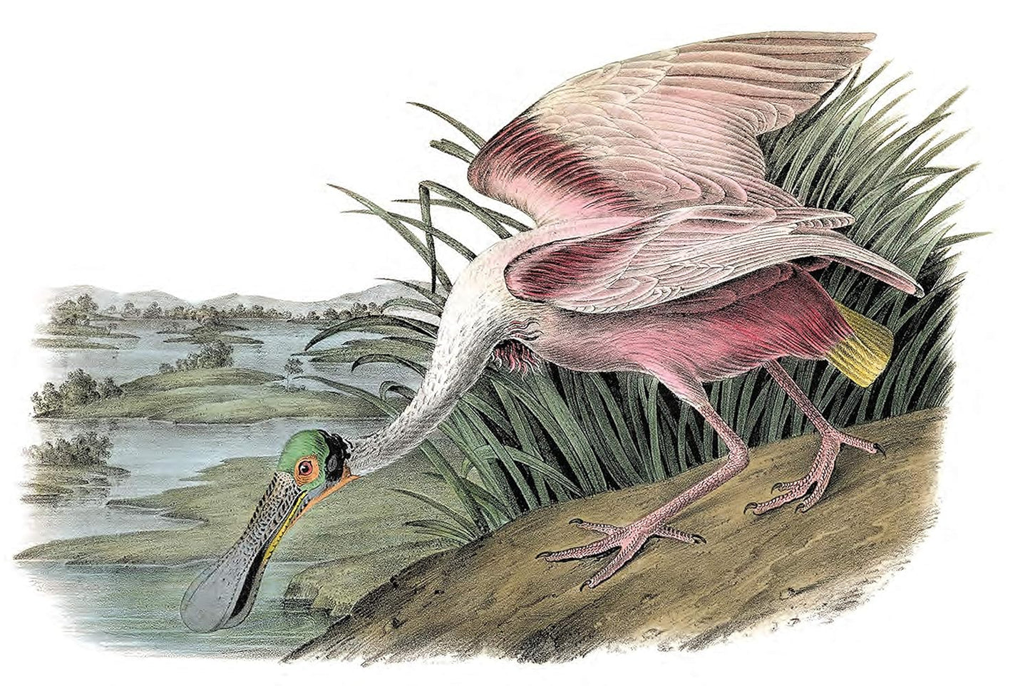 Treasury of Audubon Birds: 130 Plates from The Birds of America