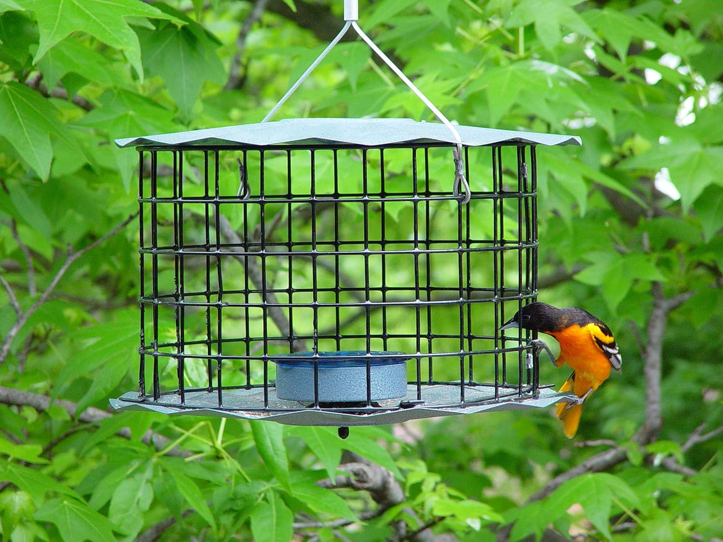 Erva Starling-Proof Barrier Guard Bluebird Feeder with Glass Mealworm Cup - Premium Blue Powdercoat Finish - Made in USA (BBF1)