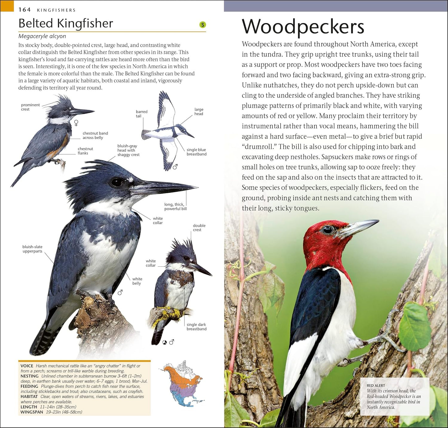AMNH Pocket Birds of North America Eastern Region (American Museum of Natural History)