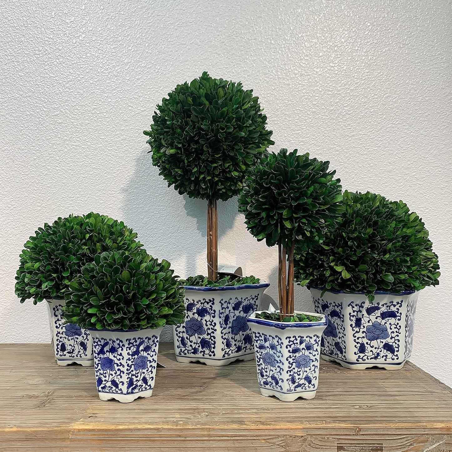 Galt International 11" Naturally Preserved Real Boxwood Ball in Hand-Painted Blue & White China Pot Planter Green Indoor Plant Home Decor (11" Tall Topiary)