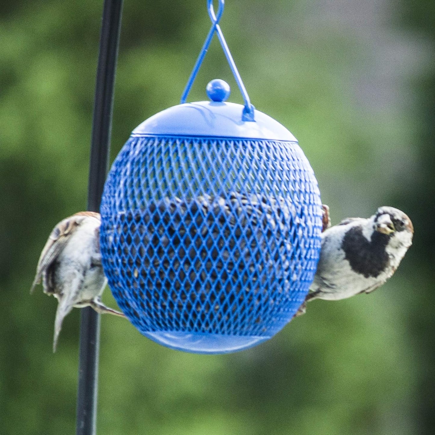 Backyard Expressions - Set of 3 Squirrel Proof Bird Feeders for Outside - Bonus Ebook and Bird Attraction Audio Included - Squirrel Resistant Bird Feeders