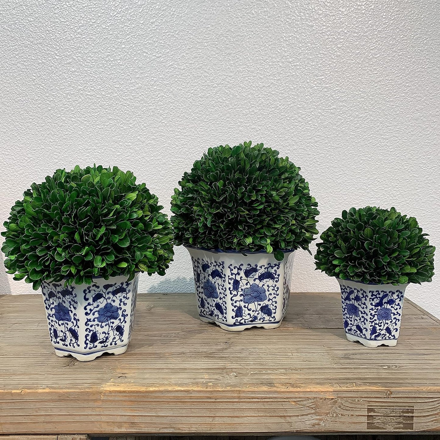 Galt International 11" Naturally Preserved Real Boxwood Ball in Hand-Painted Blue & White China Pot Planter Green Indoor Plant Home Decor (11" Tall Topiary)